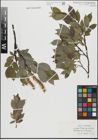 Foto von Salix hastata L.